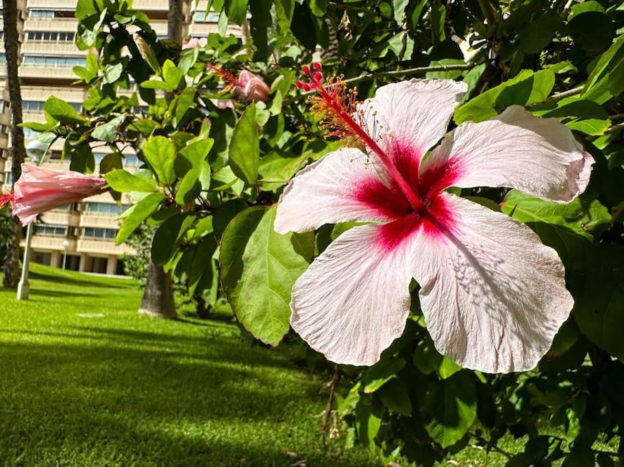 Apto. Tobago, Vistas Y Urbanizacion De Ensueno El Campello Dış mekan fotoğraf